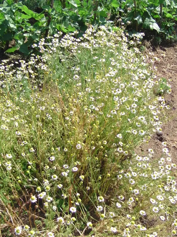 Blumen: Echte Kamille