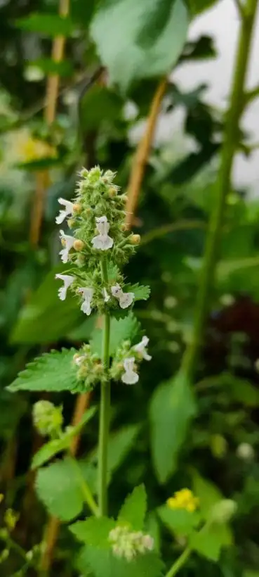 Kräuter: Echte Katzenminze (Nepeta cataria)