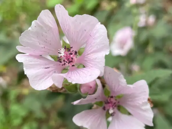 Blumen: Echter Eibisch