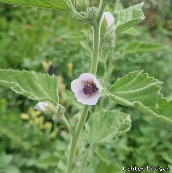 Blumen: Echter Eibisch