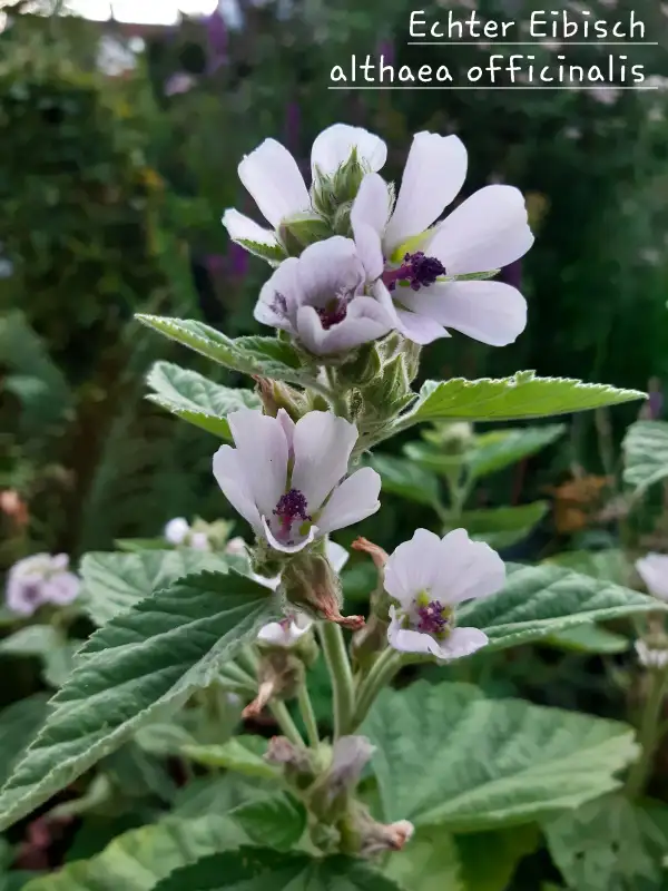 Blumen: Echter Eibisch