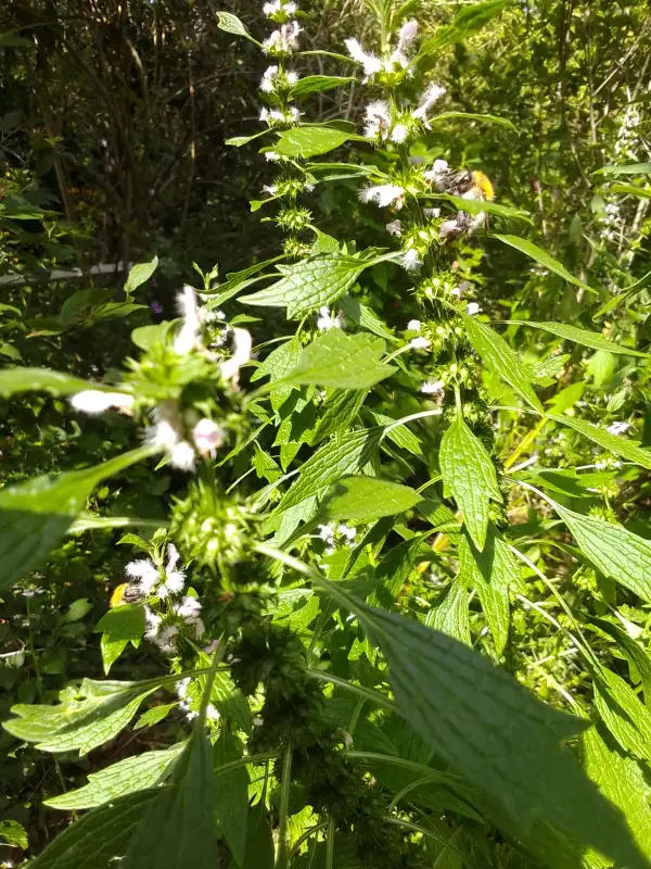 Kräuter: Echtes Herzgespann - Leonurus cardiaca  , winterhart , ausdauernd. Bienenmagnet mit Heilwirkung