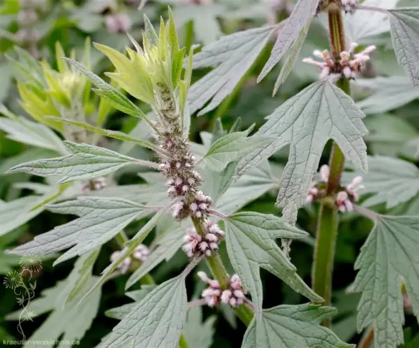 Kräuter: Echtes Herzgespann - Leonurus cardiaca  , winterhart , ausdauernd. Bienenmagnet mit Heilwirkung