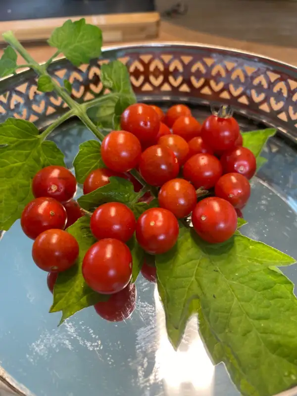 Tomaten: Ecuador Most Sweetest Wildtomate