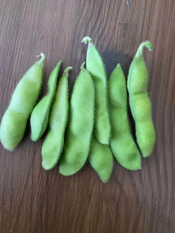 Bohnen: Edamame (Green Shell)