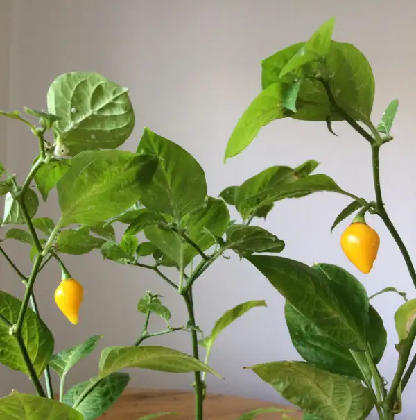 Chili / Paprika: Edel Tropfen