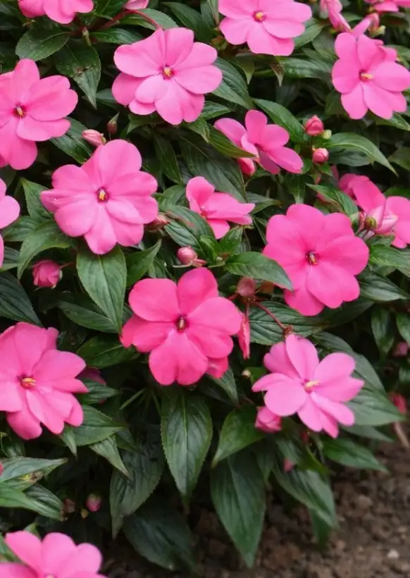 Blumen: Edellieschen