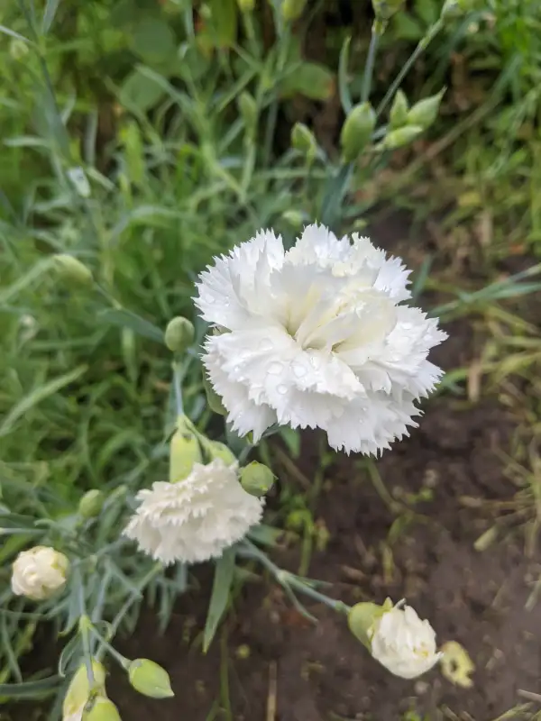 Blumen: Edelnelke Jeanne Dionis