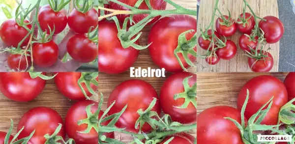 Tomaten: Edelrot - DDR