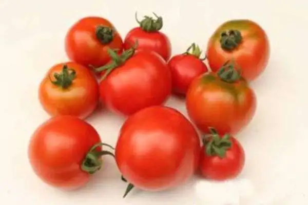 Tomaten: Edelrot