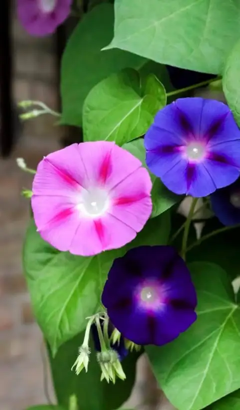 Stauden / Gehölz: Edelwinde