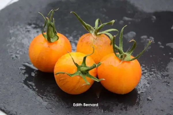 Tomaten: Edith Bernard