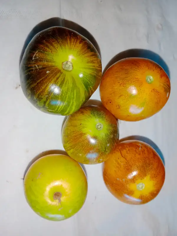 Tomaten: Edith Bernhard