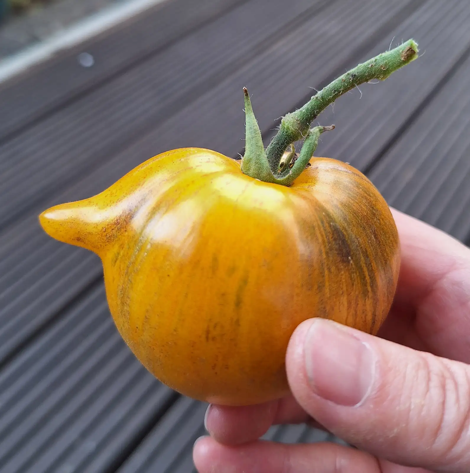 Tomaten: Edith Bernhard