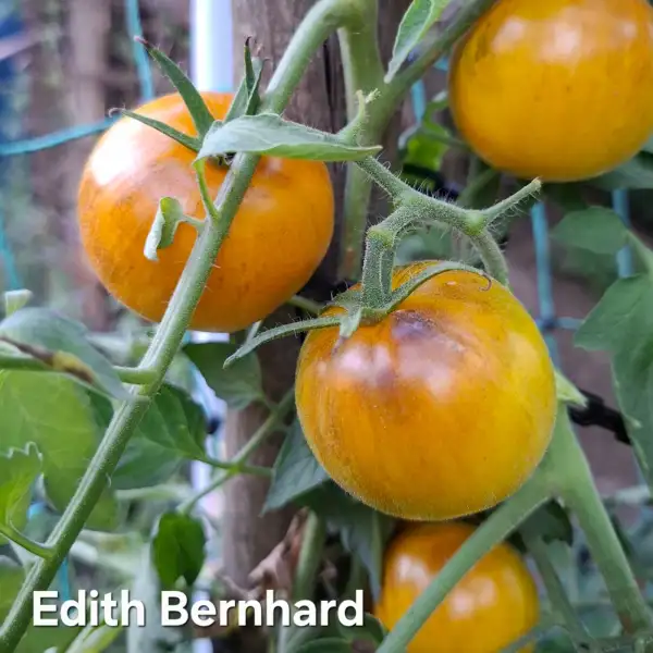 Tomaten: Edith Bernhard