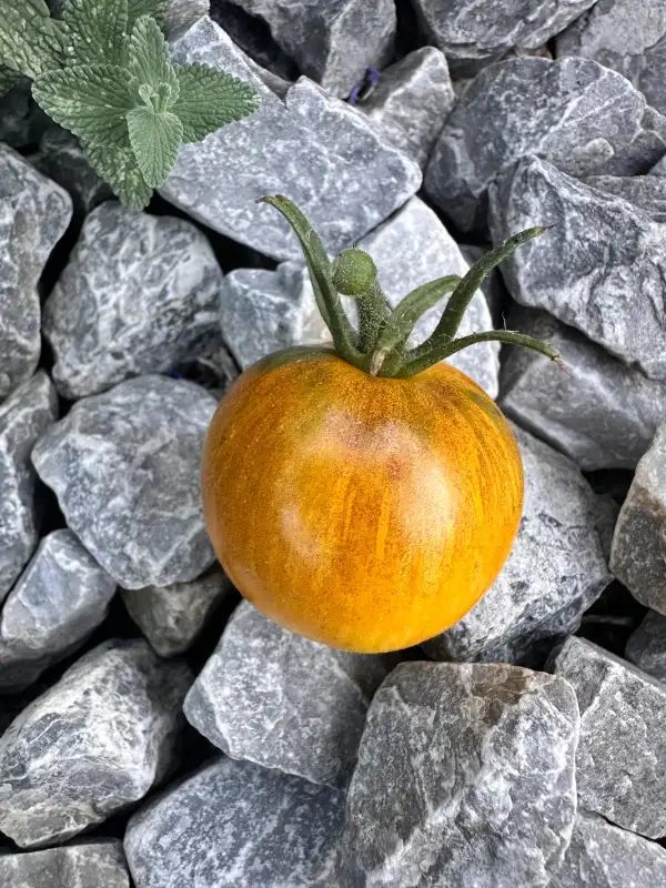 Tomaten: Edith Bernhard