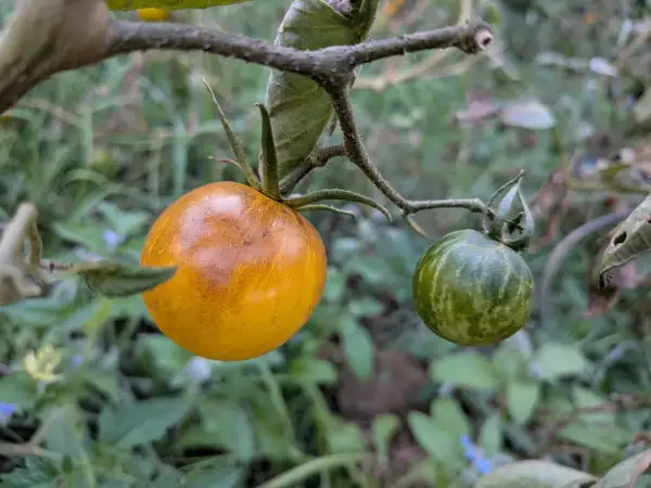 Tomaten: Edith Bernhard