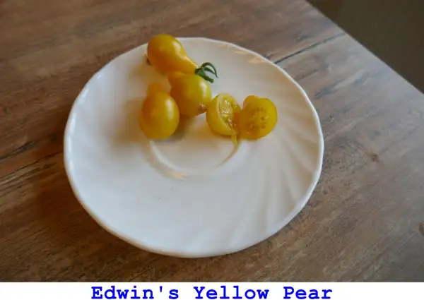 Tomaten: Edwin’s Yellow Pear