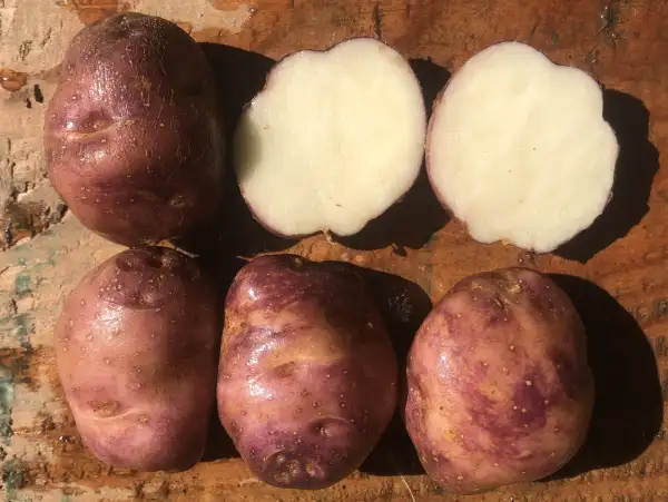 Kartoffeln: Edzell Blue