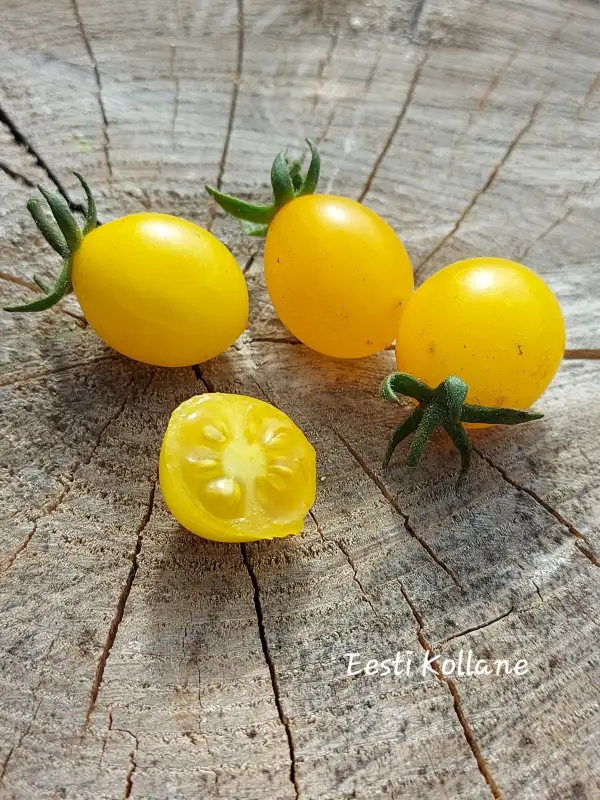 Tomaten: Eesti kollane (Estonian Yellow MF)