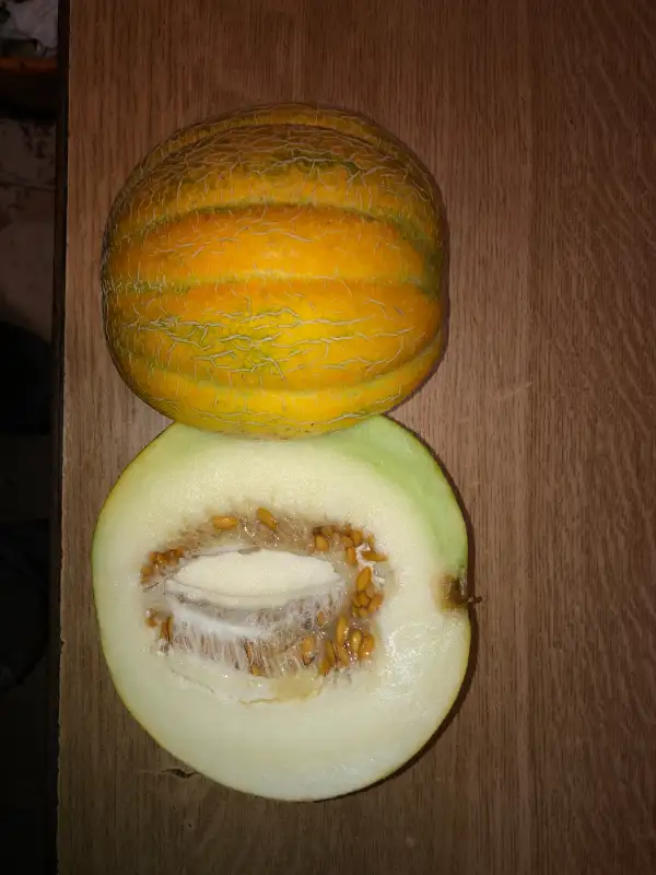 Obst: Efiorka melone