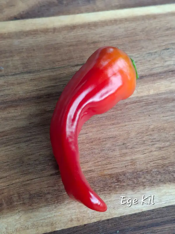Chili / Paprika: Ege Kil