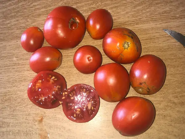 Tomaten: Egyptian