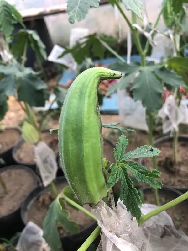 andere Gemüse: Egyptian okra