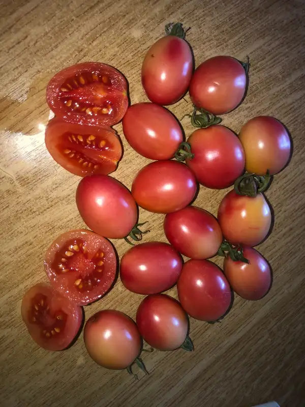 Tomaten: Ei von Phuket