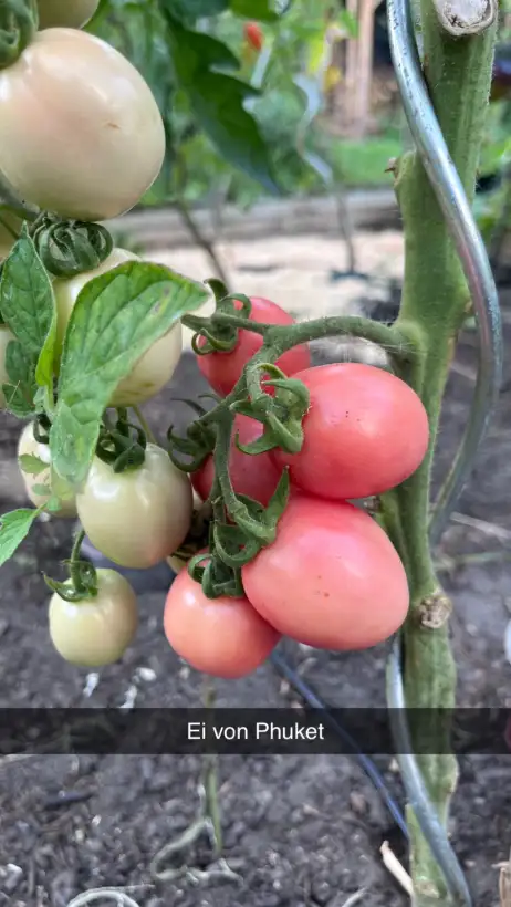 Tomaten: Ei von Phuket