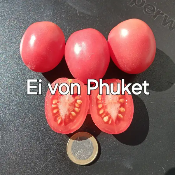 Tomaten: Ei von Phuket