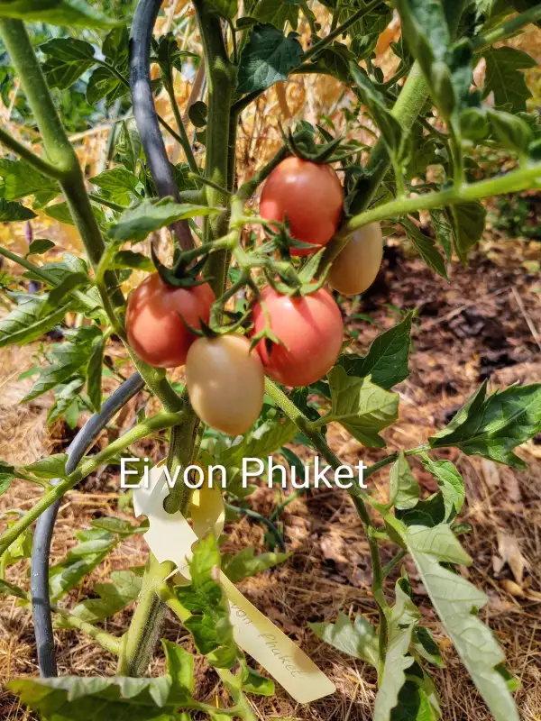 Tomaten: Ei von Phuket