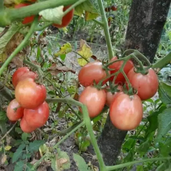 Tomaten: Ei von Phuket