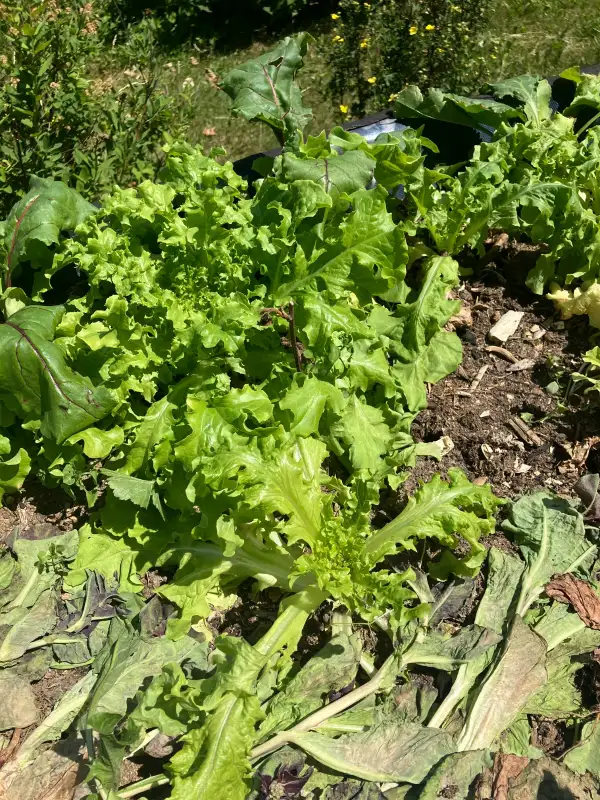 Salate: Eichblatt