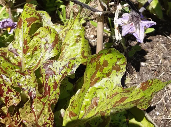 Salate: Eichblattsalat "Flashy Butter Oak"