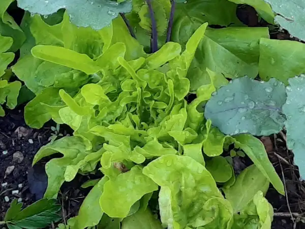 Salate: Eichblattsalat "Till"