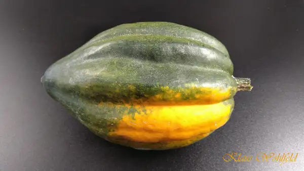 Kürbisse: Eichelkürbis grün