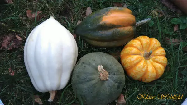 Kürbisse: Eichelkürbis Weiß