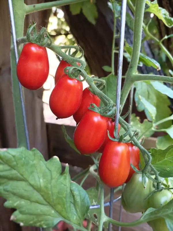 Tomaten: Eicheltomate
