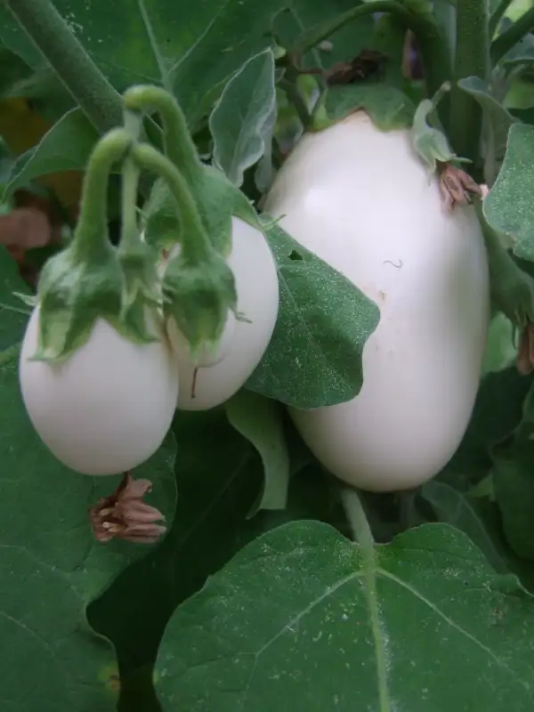 Auberginen: Eierbaum
