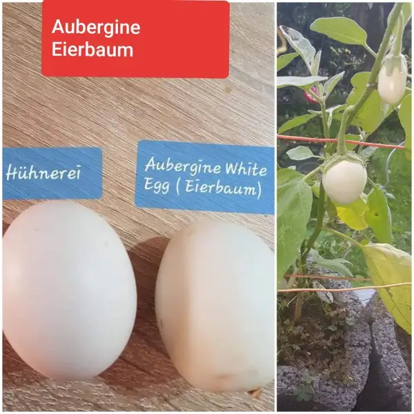 Auberginen: Eierbaum