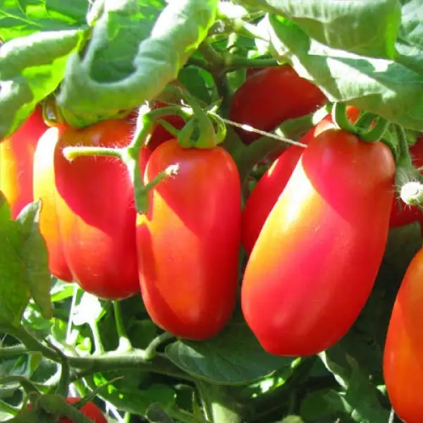 Tomaten: Eiertomate Roma VF
