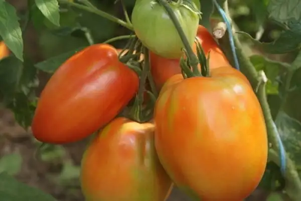 Tomaten: Eiertomate Spitz