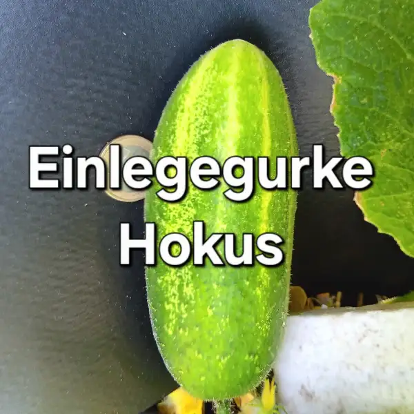 Gurken: Einlegegurke Hokus