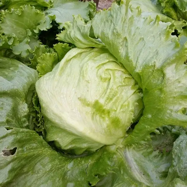 Salate: Eisbergsalat (eigene Sortenauslese), fester knackiger Krachsalat