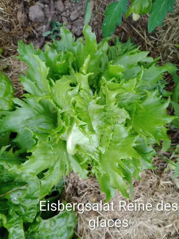 Salate: Eisbergsalat Reine des Glaces