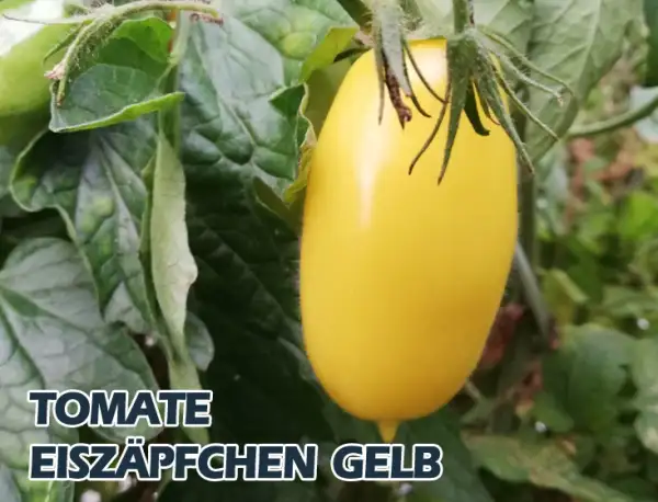 Tomaten: Eiszäpfchen gelb