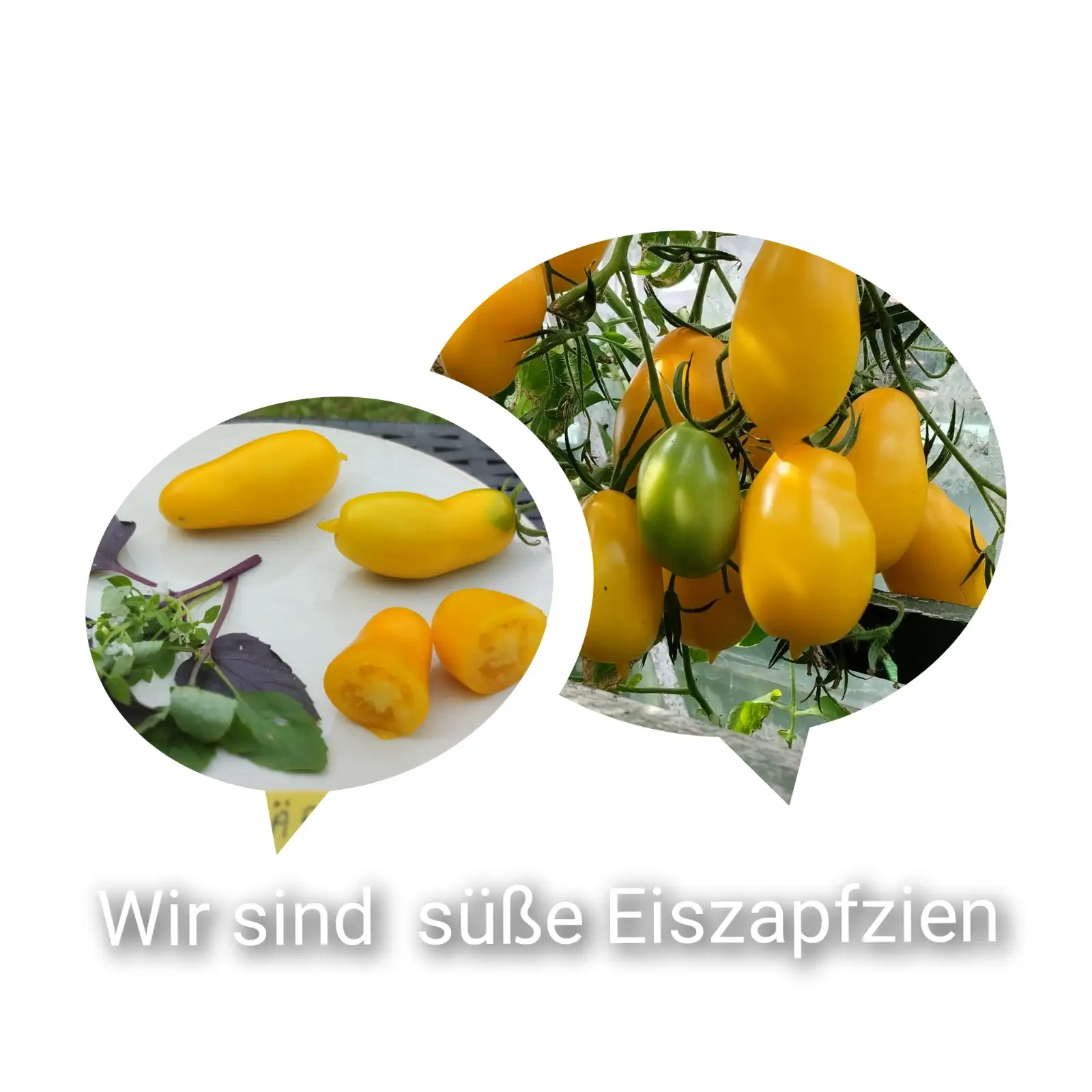 Tomaten: Eiszäpfschen
