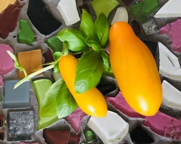 Tomaten: Eiszaepfchen gelb Sosuletschka