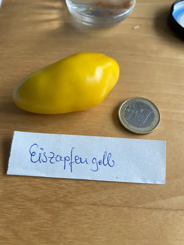 Tomaten: Eiszapfen gelb